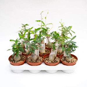 Diversi cactus t.b.t. in vaso su un vassoio.