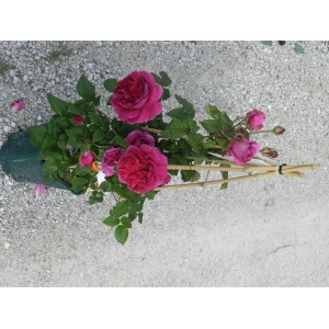 Rosa antica t.b.t. con fiori rosa e supporto per rampicanti in vaso.