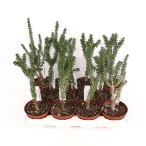 Ceraria namaquensis pianta succulenta in vaso Ø 10,5 cm