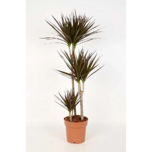 Dracena Marginata Magenta Vaso 21 cm