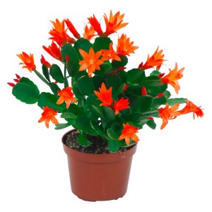 Cactus di Pasqua arancione in vaso marrone, vaso-Ø ca. 9 cm.