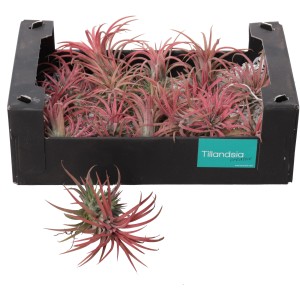 Set Tillandsia Creative Red, altezza circa 10 cm. Piante aeree in vassoio nero.