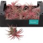 Set Tillandsia Creative Red, altezza circa 10 cm. Piante aeree in vassoio nero.