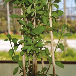 Pianta t.b.t. con foglie verdi e supporti per giardinaggio.
