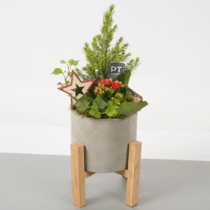 t.b.t. Composizione di piante da interno in vaso grigio con base in legno e decorazione a stella.