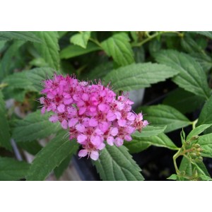 Spirea (t.b.t.) con fiori rosa e foglie verdi.