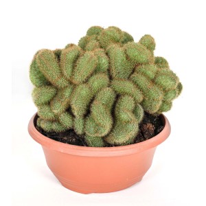 Cactus verde in vaso, forma a spirale.