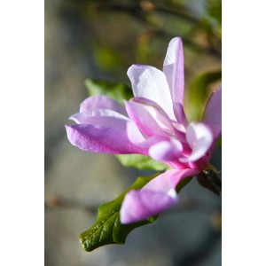 Primo piano di un fiore di magnolia rosa e bianco.