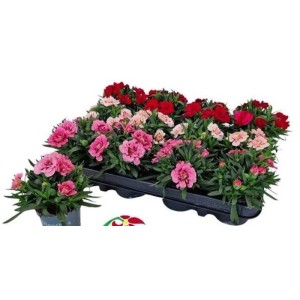 Dianthus Red & Proud Vaso Ø 10 cm
