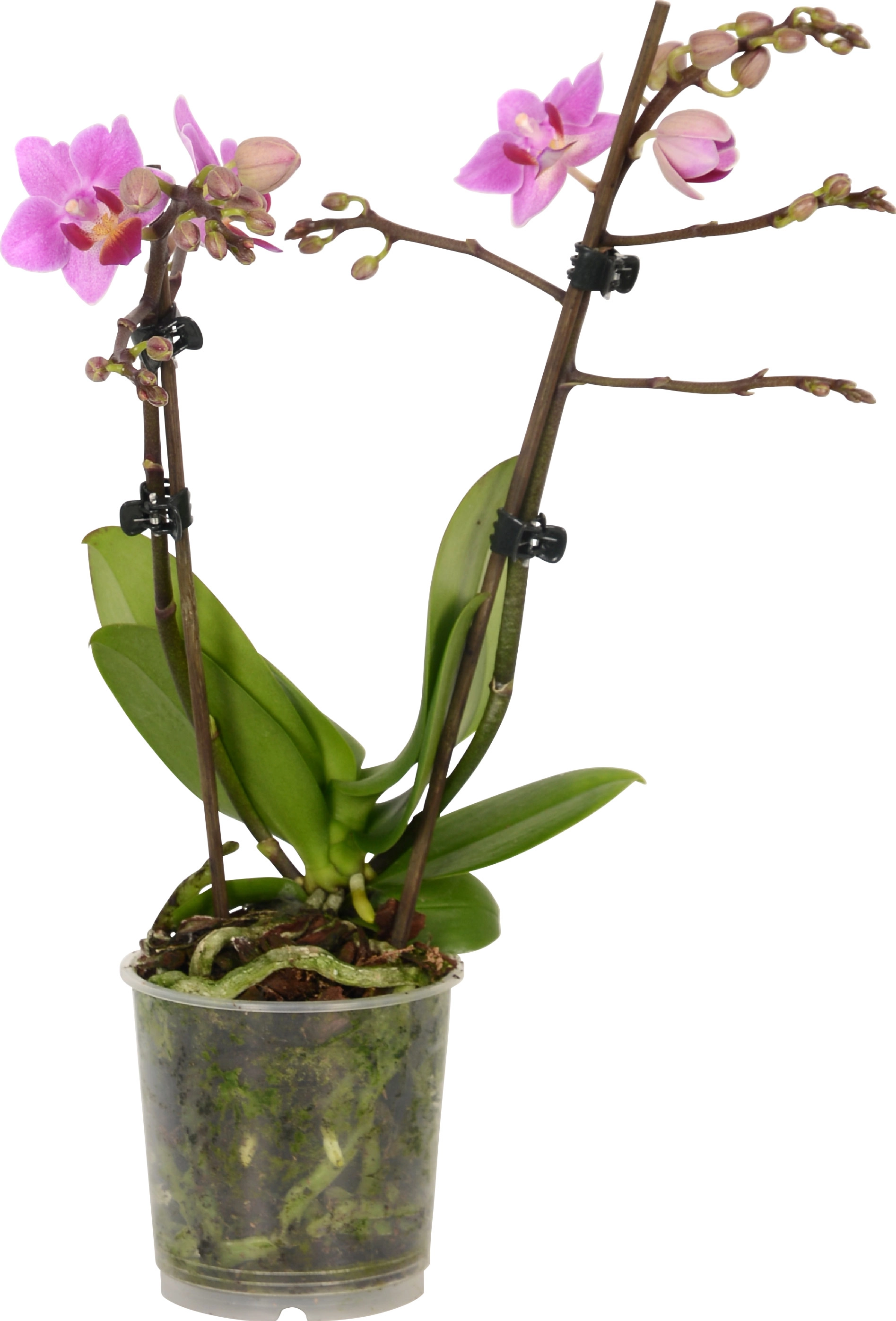 Orchidea Phalenopsis H 40 singola con vaso in 2 colori Sconti per