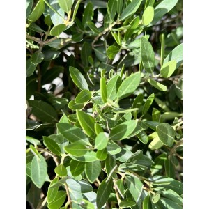 Primo piano di un arbusto t.b.t. con foglie verdi.