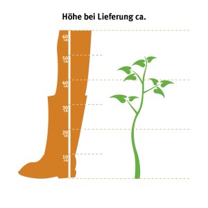 Illustrazione dell'altezza di consegna dell'Anthurium Orange (Fiore di fenicottero), vaso di circa 12 cm.