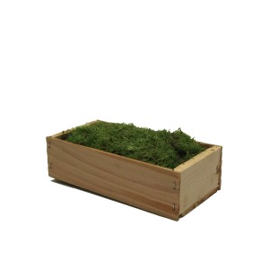 Cassa di legno riempita di muschio per decorazioni dell'Avvento.