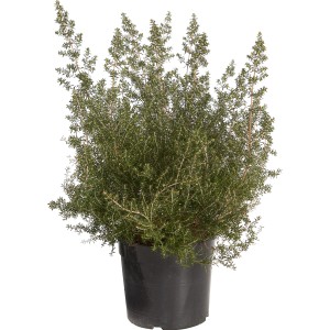 Erica/Calluna verde in vaso, primo piano dettagliato.