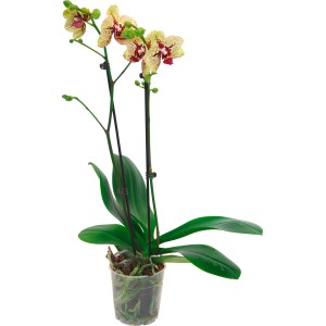 Orchidea farfalla 'Fata Morgana' con fiori giallo-rossi in vaso.