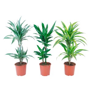 Tre Dracaena Deremensis in vaso, diverse varietà con foglie verdi e gialle.