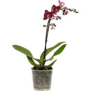 Orchidea farfalla (Phalaenopsis) con fiori rossi in vaso, ca. 12 cm Ø.