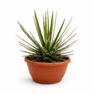Agave filifera piante grasse vaso Ø 20 cm