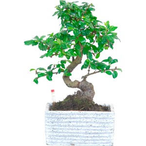 Piccolo bonsai con foglie verdi in vaso bianco.