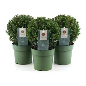 Tre arbusti sferici verdi in vaso, varietà t.b.t.