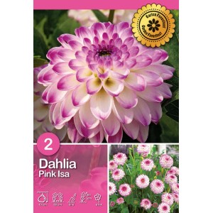 Primo piano di una dalia rosa e bianca 'Pink Isa'. Fiore estivo, ideale per aiuole e vasi.