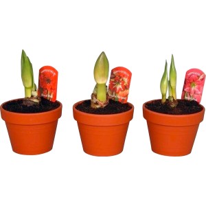 Tre bulbi di Amaryllis in vaso, varietà diverse. Piante da interno fiorite.