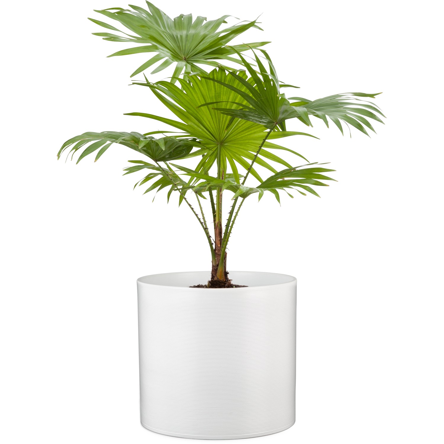 Scheurich vaso decorativo 828, Ø 16 cm, Panna, con delicate scanalature orizzontali, per interni.