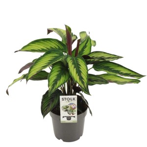 Calathea in vaso: Pianta verde esotica con foglie striate per interni.