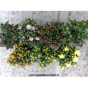 Chrysanthemum Vaso 10,5 cm