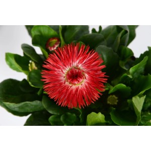 Margherita rossa 'Habanera' (Bellis perennis) in vaso, un colorato fiore primaverile.