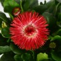 Margherita rossa 'Habanera' (Bellis perennis) in vaso, un colorato fiore primaverile.