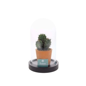 Piccolo cactus in vaso di terracotta sotto cupola di vetro su base nera.