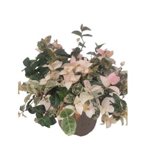 t.b.t. pianta fiorita con foglie variegate verdi e bianche in vaso.