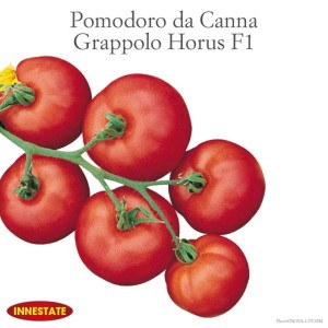 Pomodori rossi freschi sul ramo, categoria Ortaggi da frutto.