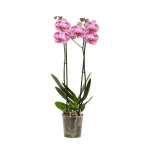 Orchidea farfalla Phalaenopsis viola a 2 steli in vaso.