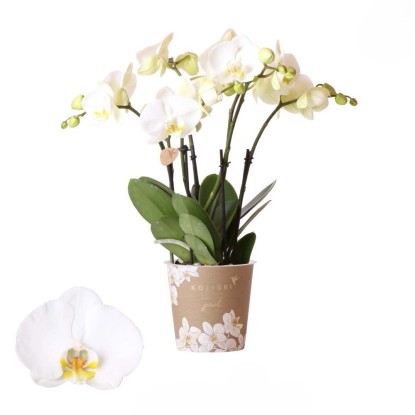 Phalaenops Is Kolibri vaso 12 cm