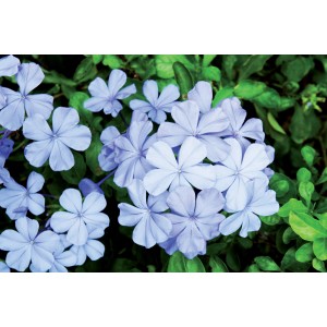 Pianta rampicante sempreverde t.b.t. con fiori blu e foglie verdi.