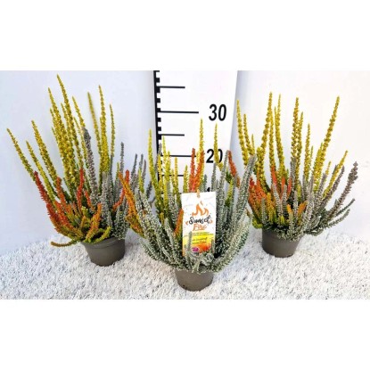 Calluna Vulgaris Sunset Fire Vaso 11 cm