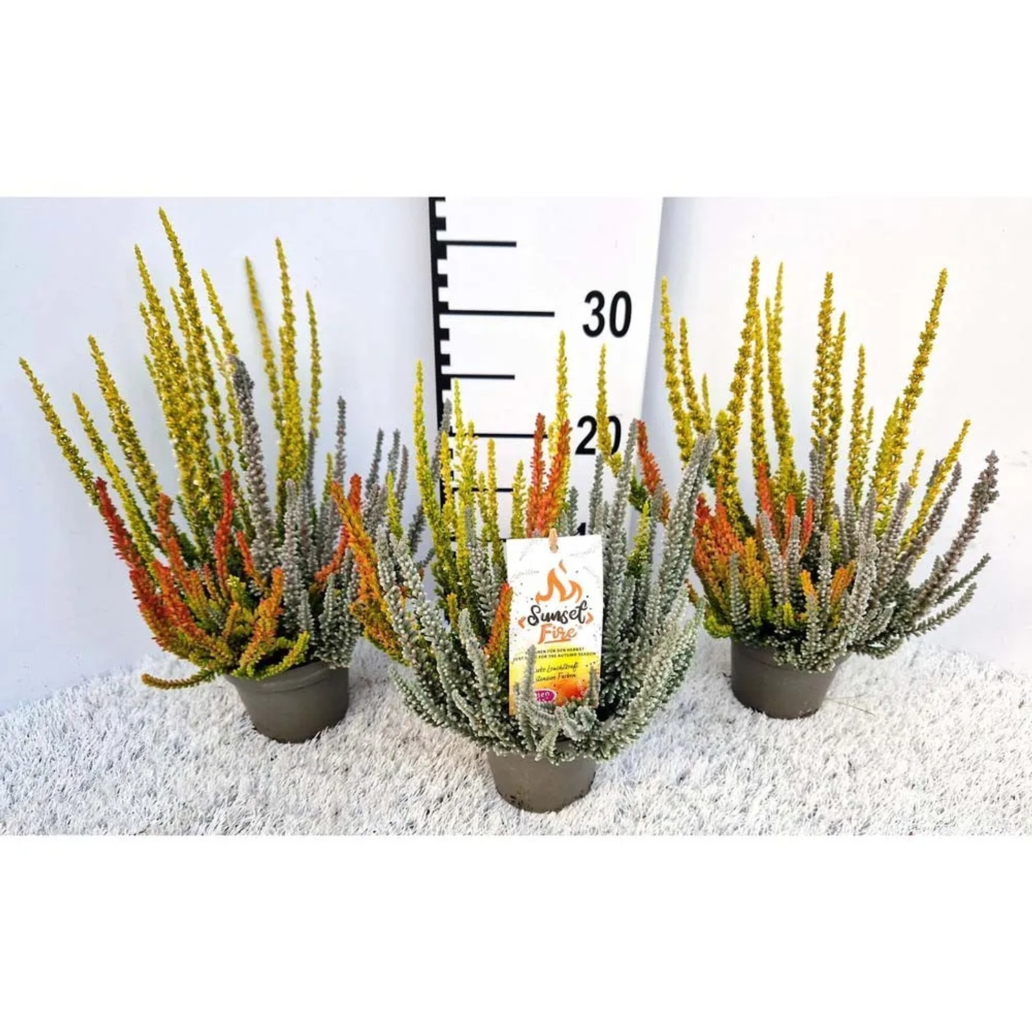 Calluna Vulgaris Sunset Fire Vaso 11 cm acquista da OBI