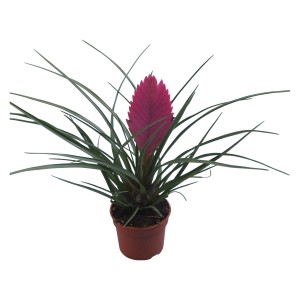 Tillandsia rosa in vaso (circa 9 cm). Pianta d'appartamento esotica con spiga floreale rosa e foglie verdi.