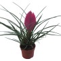 Tillandsia rosa in vaso (circa 9 cm). Pianta d'appartamento esotica con spiga floreale rosa e foglie verdi.