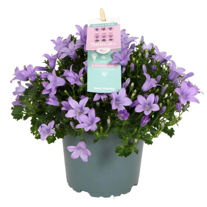 Campanula Addenda vaso 12 cm