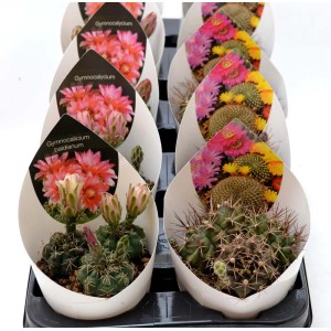 Cactus fioriti della categoria Piante Grasse in vari colori.