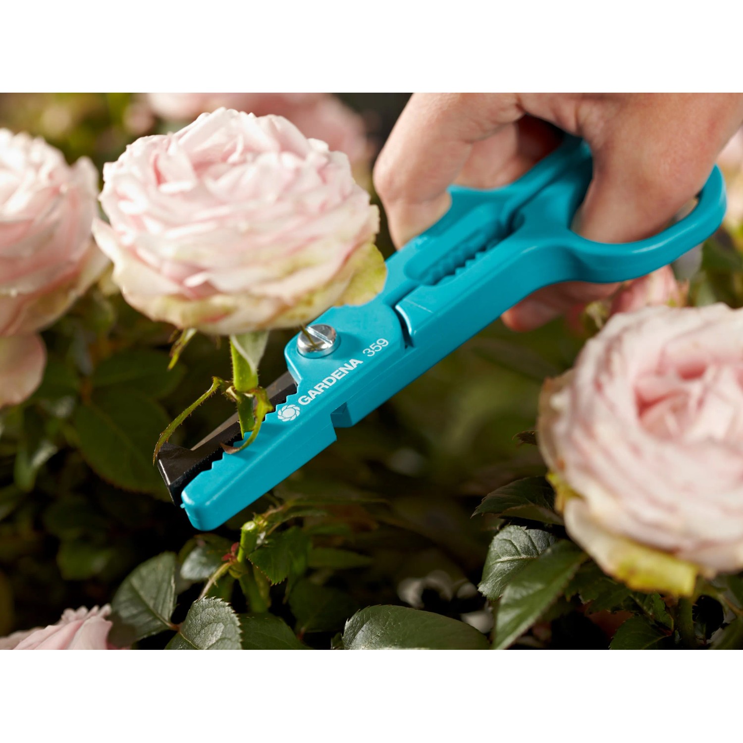 Cesoie per rose Gardena tagliano stelo di rosa in giardino. Cesoie da giardino con funzione di presa.
