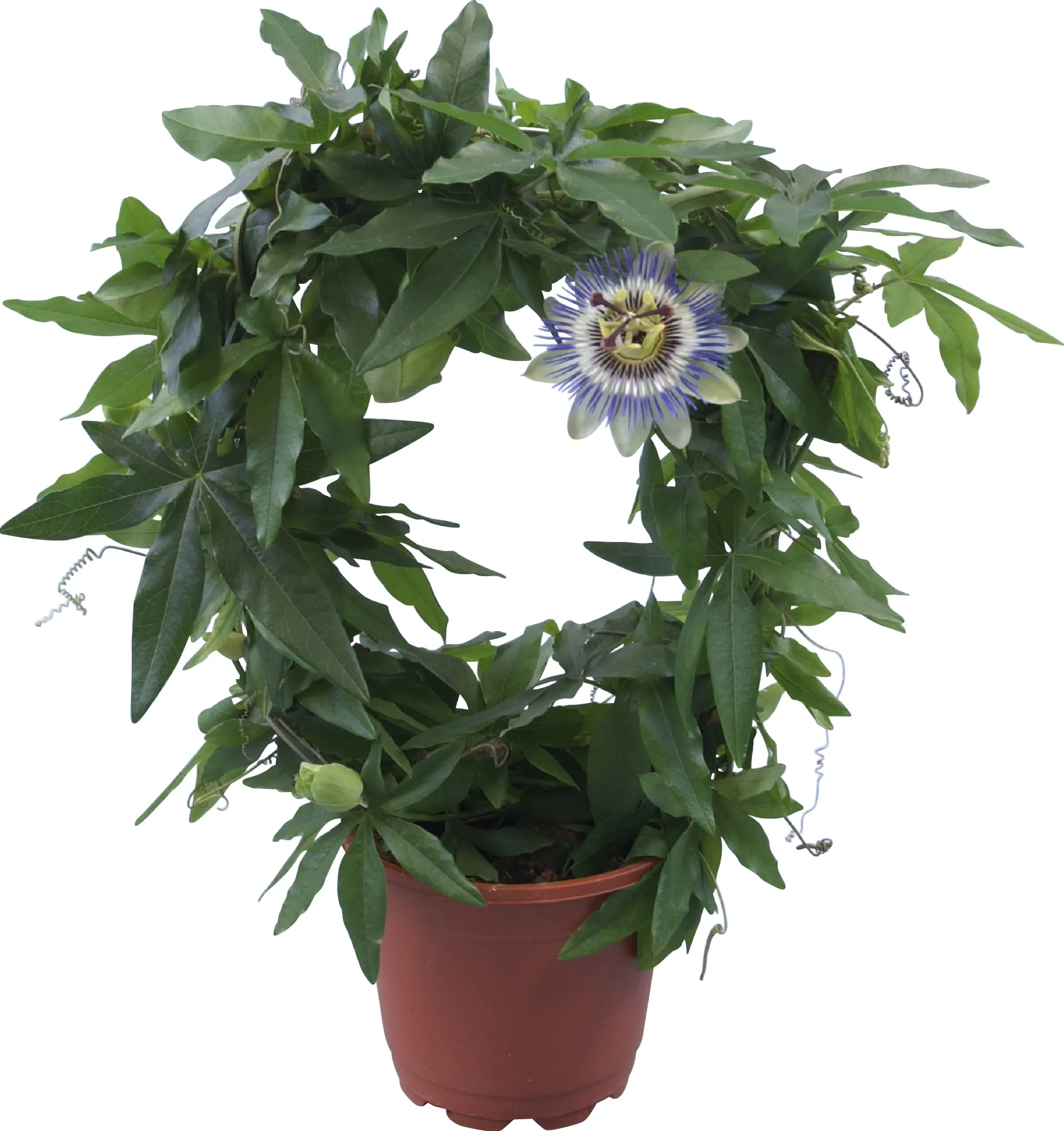Passiflora Caerulea Rampicante In Vaso ø19 Cm - Pianta Reale Da Vivaio - H. 80/100 Cm - Foto 1