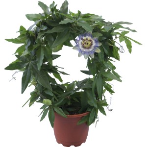 Passiflora su arco in vaso, fiore bianco-blu e foglie verdi.