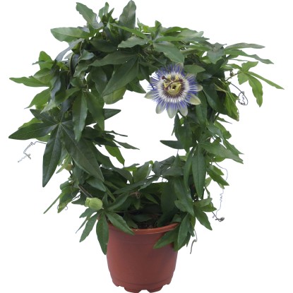 Passiflora caerulea ad arco bianco e blu con vaso Ø 12 cm