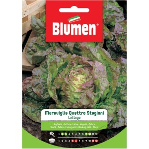 Confezione di semi di lattuga 'Meraviglia Quattro Stagioni', ideale per coltivare ortaggi in giardino.