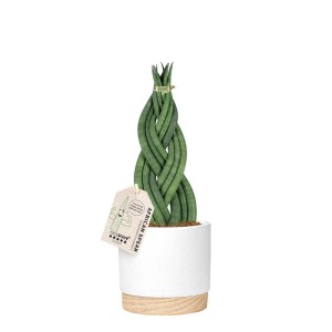 Sansevieria intrecciata 'African Spear' in vaso, una pianta d'appartamento decorativa e verde.