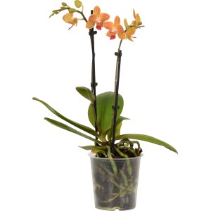 Orchidea farfalla con fiori arancio-gialli in vaso, Phalaenopsis a 2 steli.